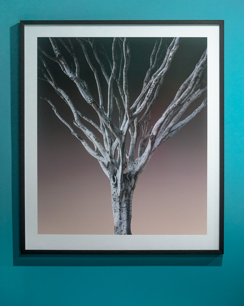Big Bird, Tree, Los Angeles, framed