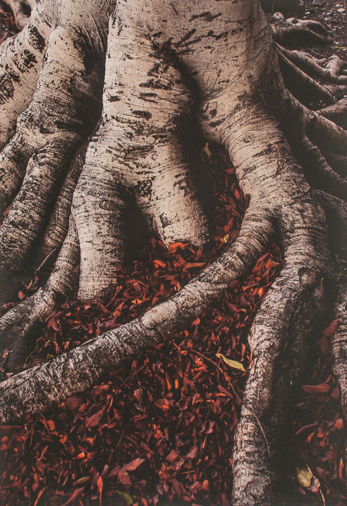 Etant Donnés (Tree, Los Angeles) (2014) archival pigment print, hand-colored with pastel pencils 24 x 16.5 inches