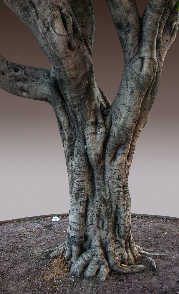 Little White Hat (Tree, Los Angeles) (2014) archival pigment print 24 x 14.5 inches or 40 x 24.25 inches