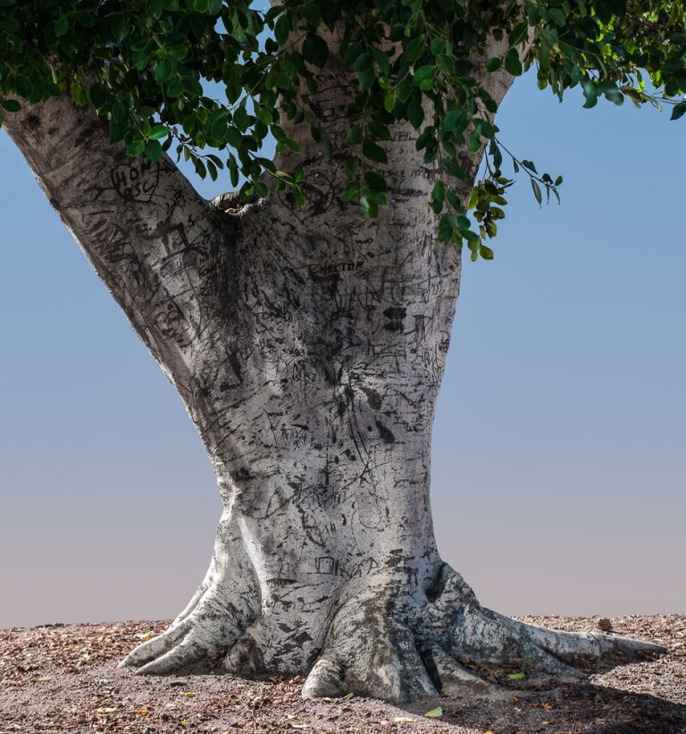 You Have the Right to Remain Silent (Tree, Los Angeles) (2014) archival pigment print 18.75 x 17.5 inches or 40 x 37.5 inches