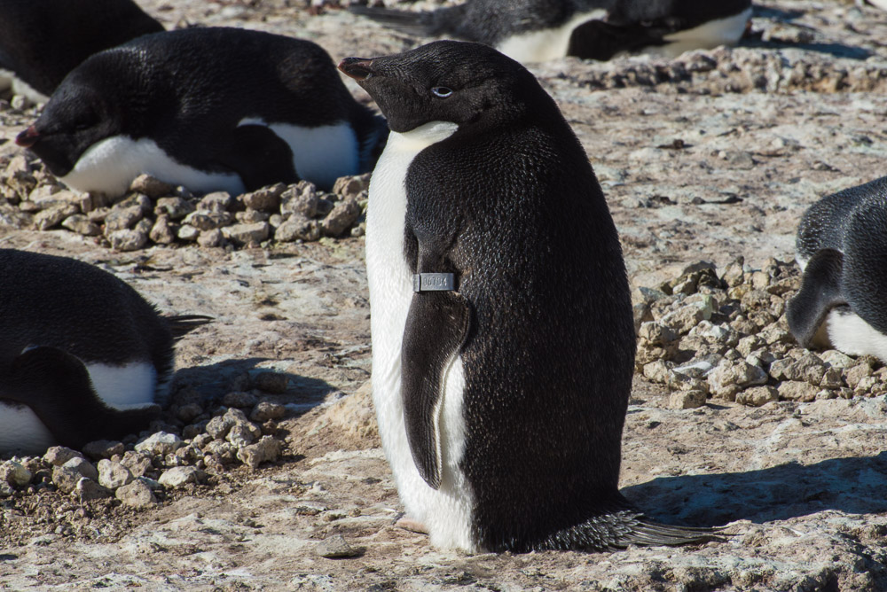 Penguin #06704, Cape Royds, Antarctica (2015), archival pigment print, 15 x 22.375 inches