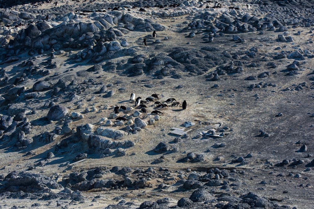 Penguin Subcolonies, Cape Royds, Antarctica (2015), archival pigment print, 14.75 x 22 inches