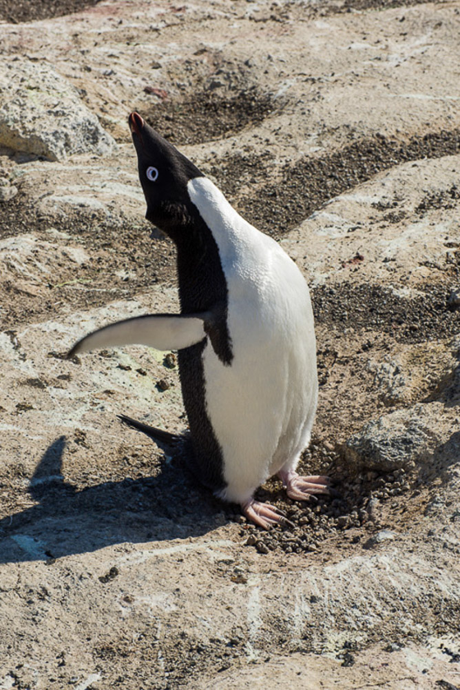 Penguin Yoga, Cape Royds, Antarctica photograph 2015 22.375 x 15 inches