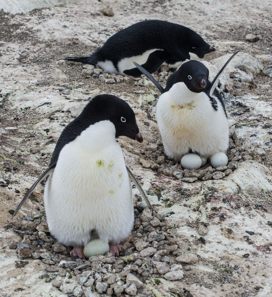 Penguin Nest with Three Eggs, Cape Royds, Antarctica (2015), archival pigment print, 17.875 x 16.25 inches