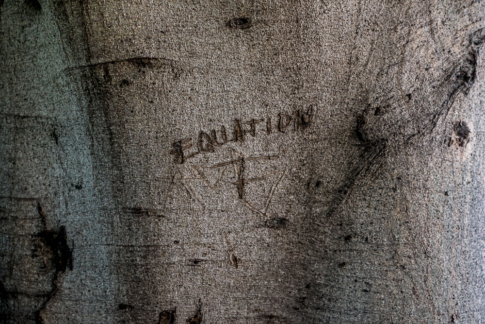Equation (Tree, Los Angeles)
