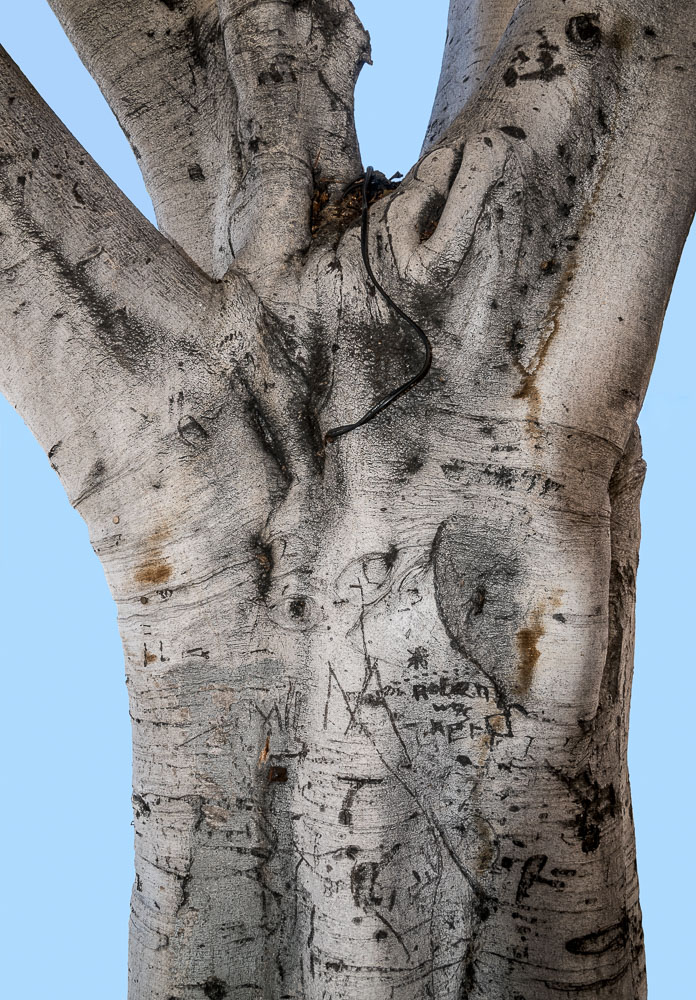 Helen Was Here (2017/2019) archival pigment print, 18 x 12.5 or 24 x 16 inches