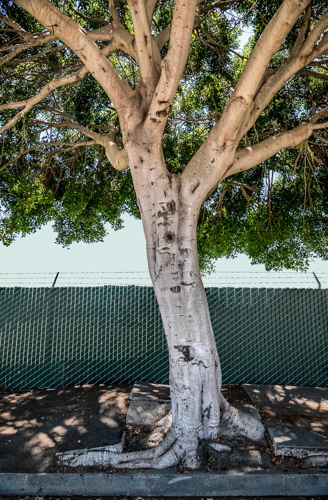 Kneeling Tree