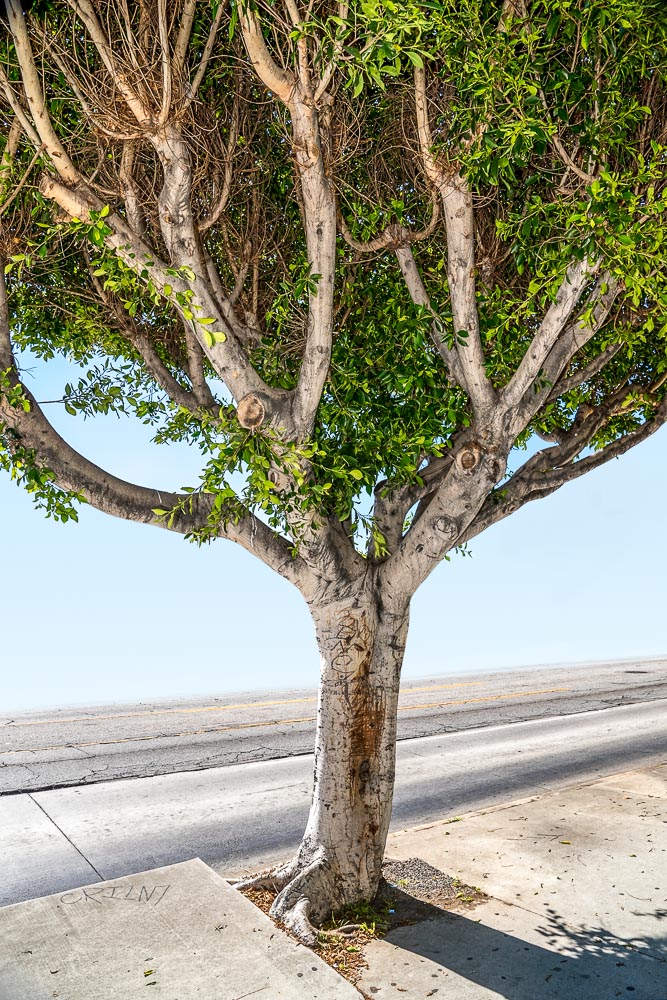 Helen Glazer, Scratched Out 2017 (Tree, Los Angeles)