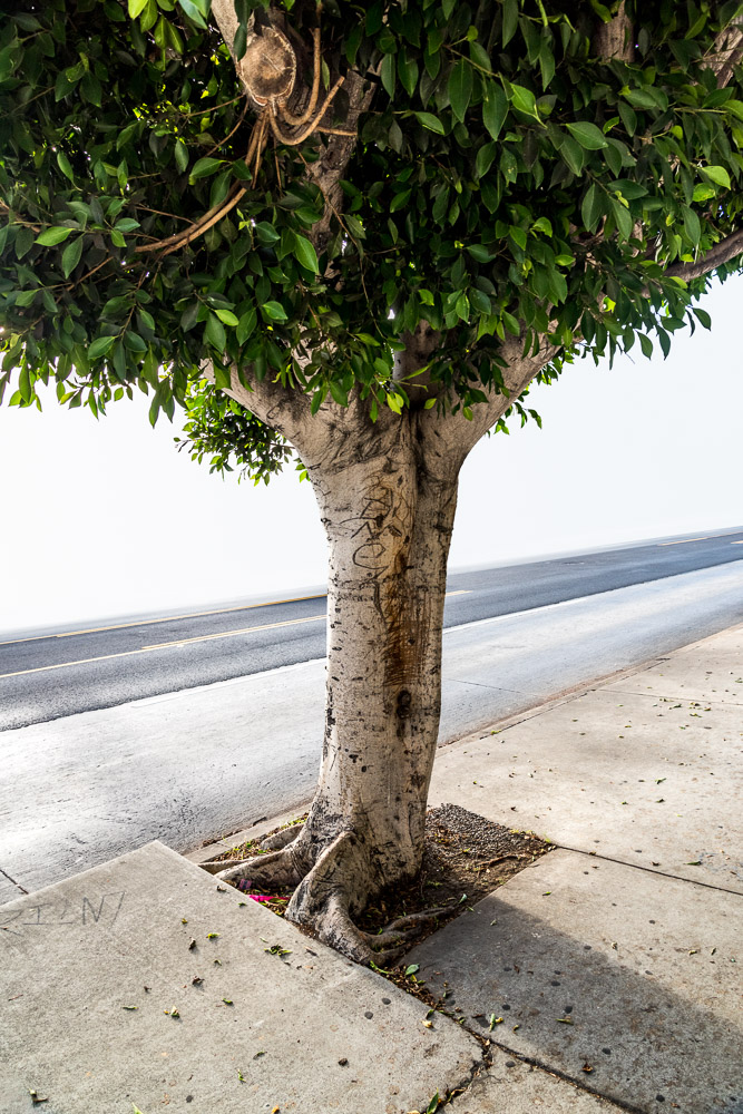 Helen Glazer, Scratched Out 2018 (Tree, Los Angeles)