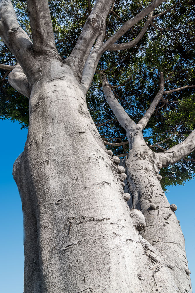 Little Burls (Tree, Los Angeles)