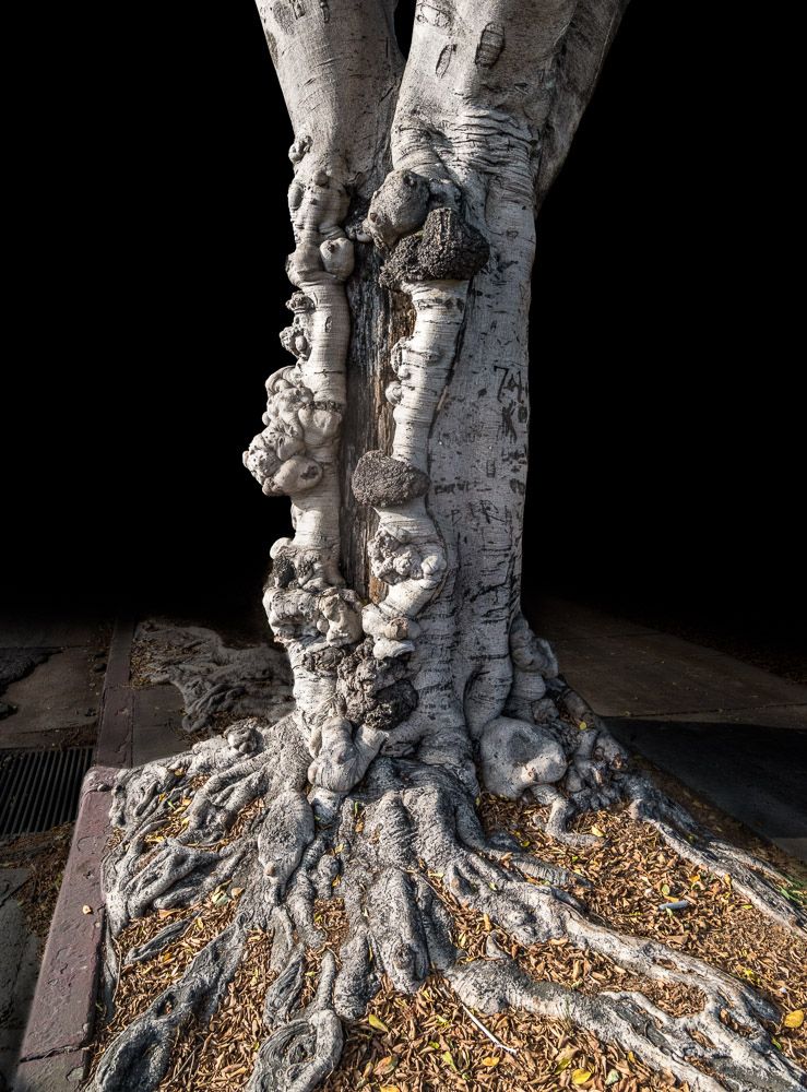 Burl and Root Baroque (Los Angeles)
