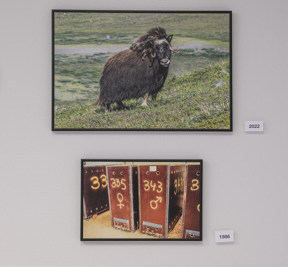 Musk Oxen (2022) and Crates from Musk Ox Relocation (1986)