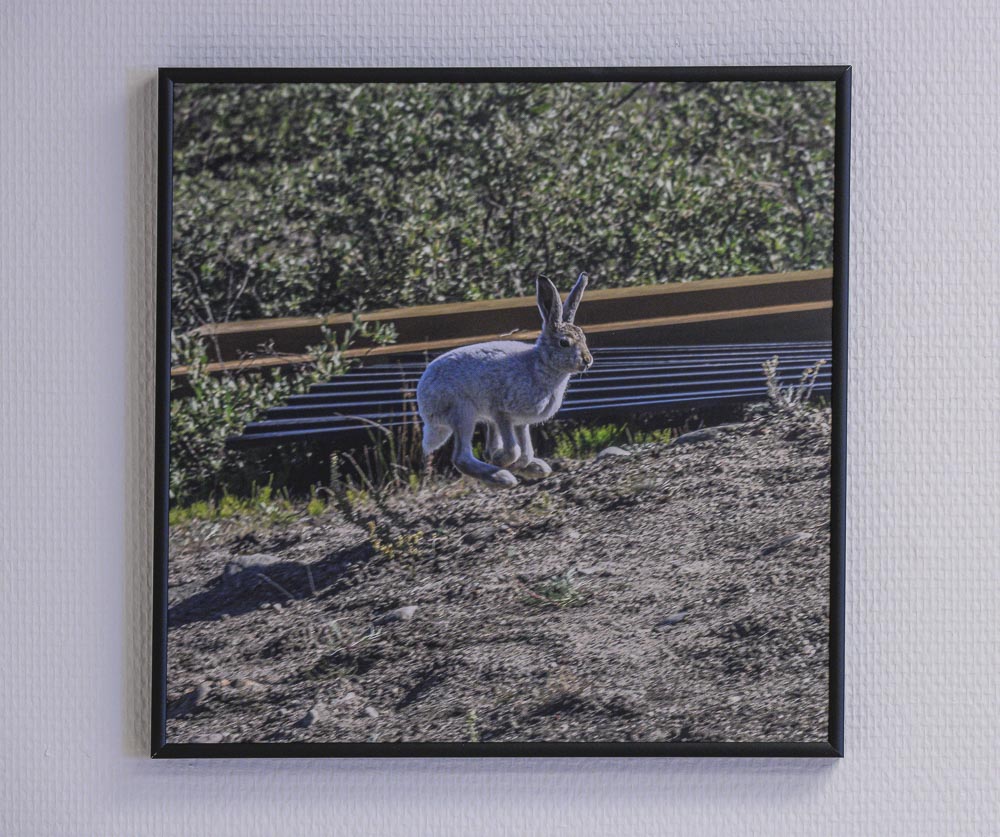 Arctic Hare, Old Camp (2022), Kangerlussuaq Museum