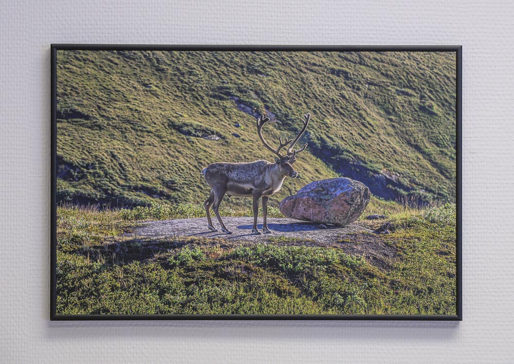 Caribou Pausing on a Rock (2022)