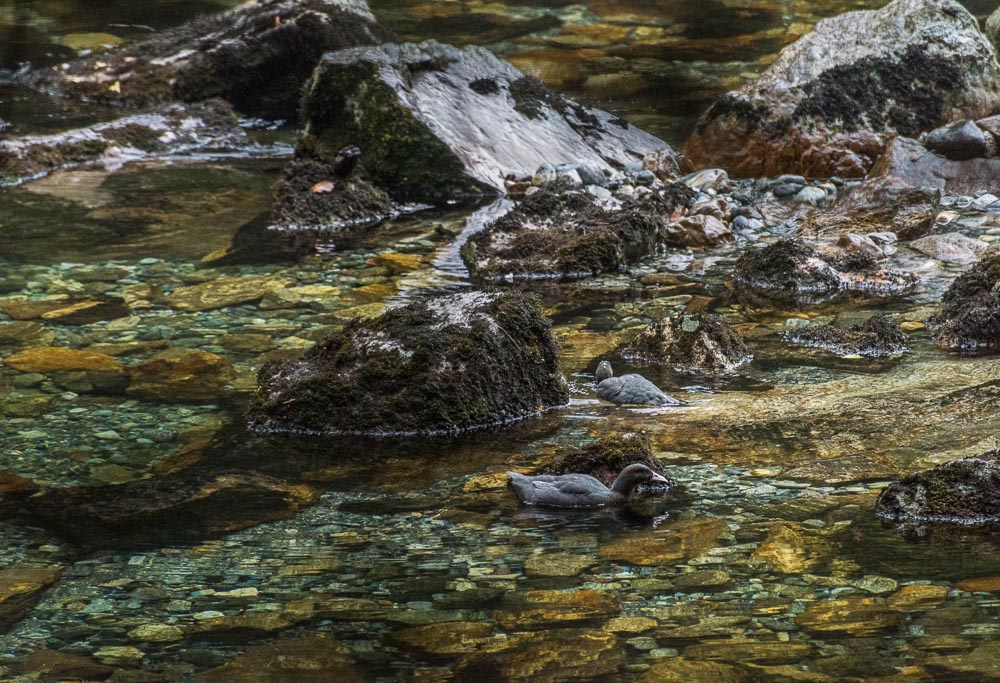 Photograph of ducks in New Zealand